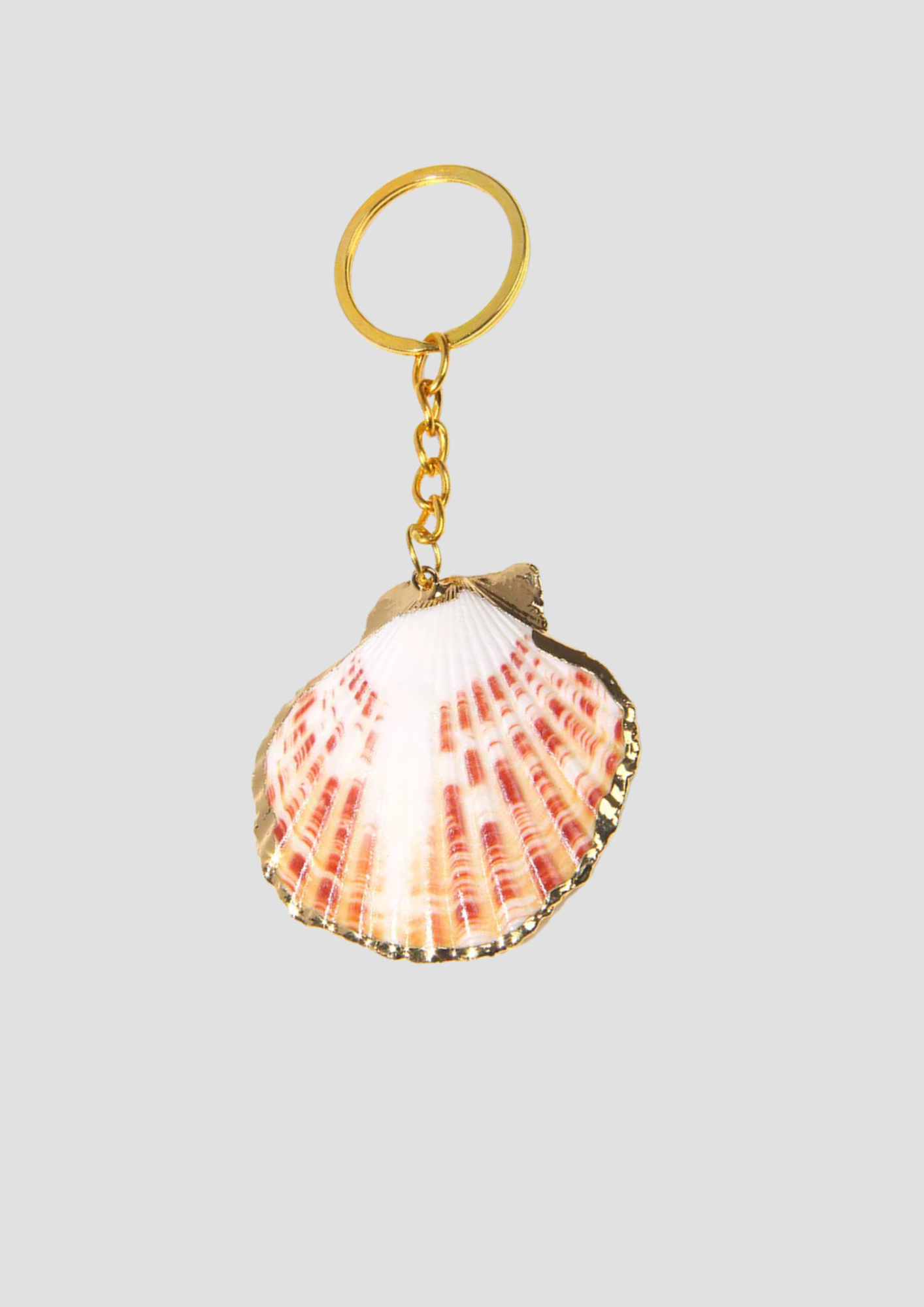 Pink Scallops